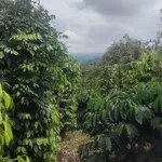 Bán rẫy 1.26ha Gia Nghĩa Lâm Đồng, giá 3 tỷ - Ảnh thu nhỏ 2