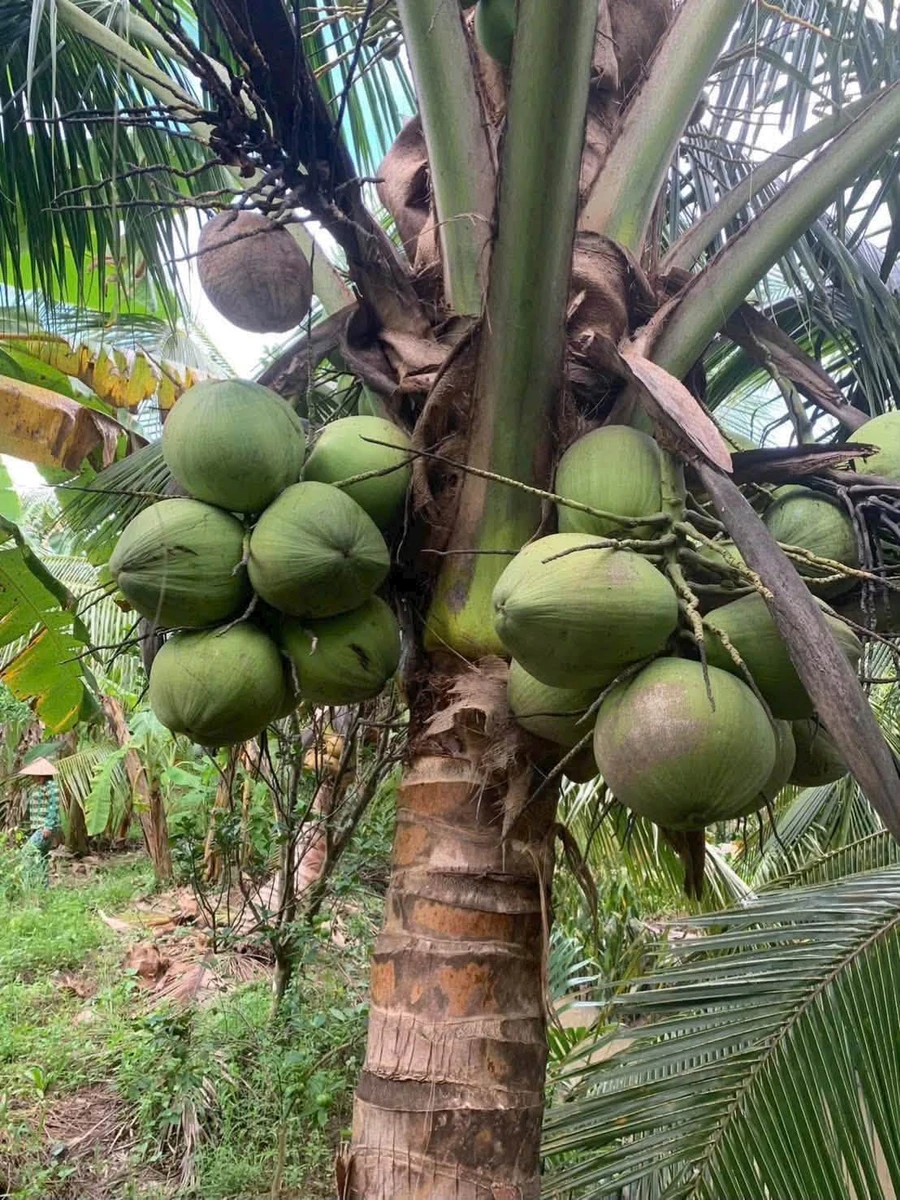 Bán 2,6 công đất vườn Nhơn Thạnh - 1 tỷ 500 triệu - Ảnh thu nhỏ 2