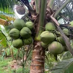 Bán 2,6 công đất vườn Nhơn Thạnh - 1 tỷ 500 triệu - Ảnh thu nhỏ 2