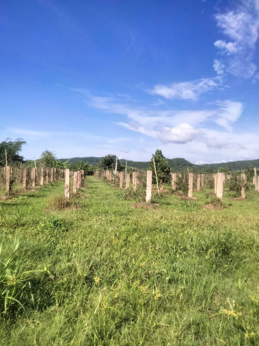Bán 6.000m² đất Thuận Hòa Hàm Thuận Bắc 1,1 tỷ - Ảnh thu nhỏ 4