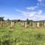 Bán 6.000m² đất Thuận Hòa Hàm Thuận Bắc 1,1 tỷ - Ảnh thu nhỏ 4