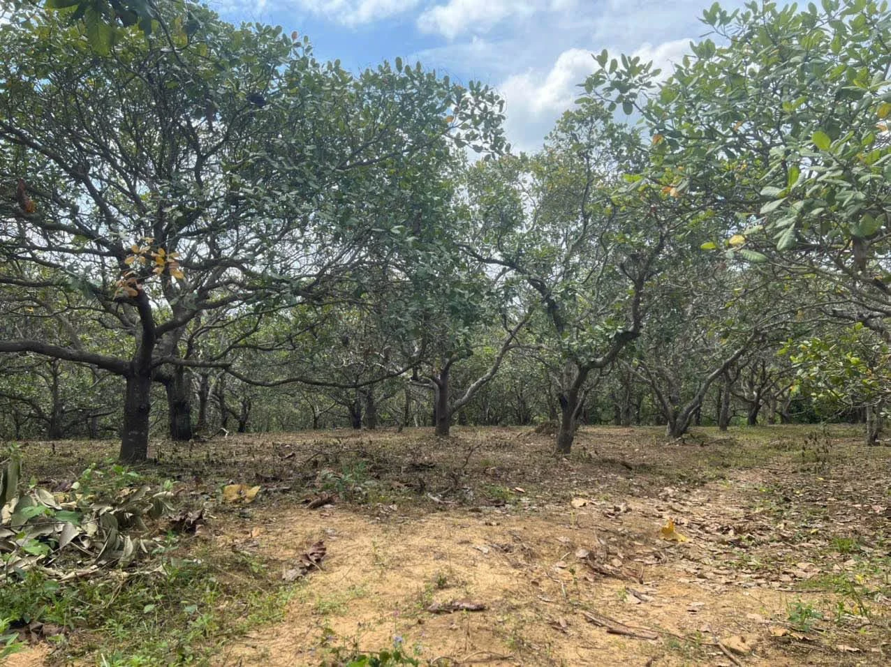 Bán 1,1 ha đất trồng Tân Hòa, Buôn Đôn, Đắk Lắk 670 triệu - Ảnh 1