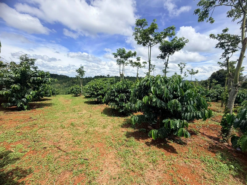 Bán đất 1,3 ha giá 2,75 tỷ tại Đồn 8, xã Thuận Hạnh, Đắk Nông