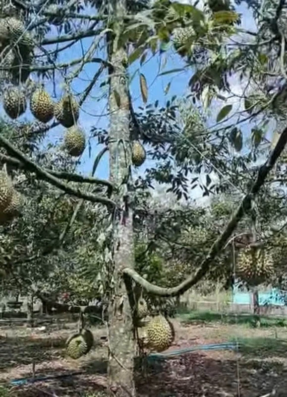 Bán đất Bình Ba 1000m² có vườn sầu riêng gần quốc lộ 56