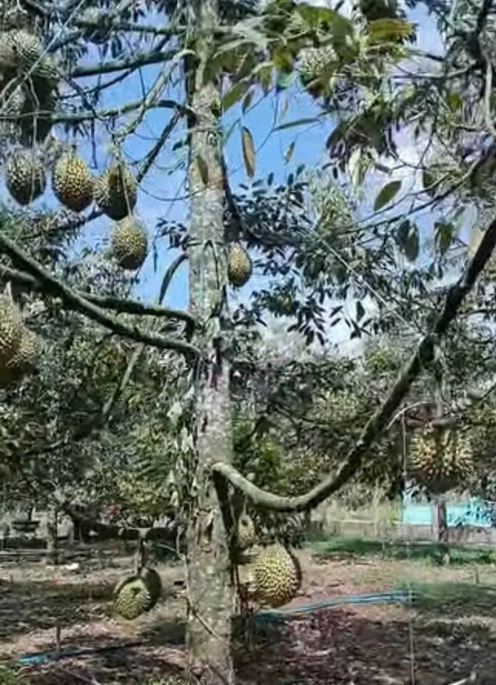 Bán đất Bình Ba 1000m² có vườn sầu riêng gần quốc lộ 56 - Ảnh 1
