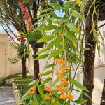 Bán villa tân cổ điển full nội thất 226m2, 5PN, đường Trịnh Hoài Đức, Đà Lạt - Ảnh thu nhỏ 3