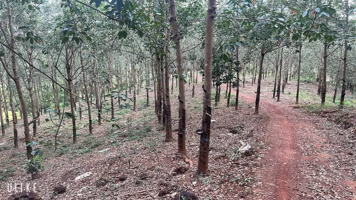 Bán đất cao su 2,5ha Tân Lợi, Đồng Nai, 1 tỷ/ha - Ảnh thu nhỏ 2