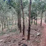 Bán đất cao su 2,5ha Tân Lợi, Đồng Nai, 1 tỷ/ha - Ảnh thu nhỏ 2