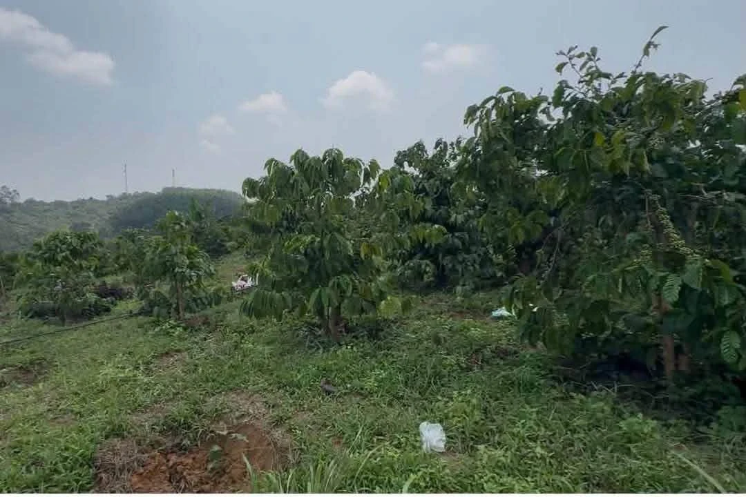 Bán 2,5 hectare đất rẫy cà phê Đắk Mil 1 tỷ 799 triệu - Ảnh thu nhỏ 2