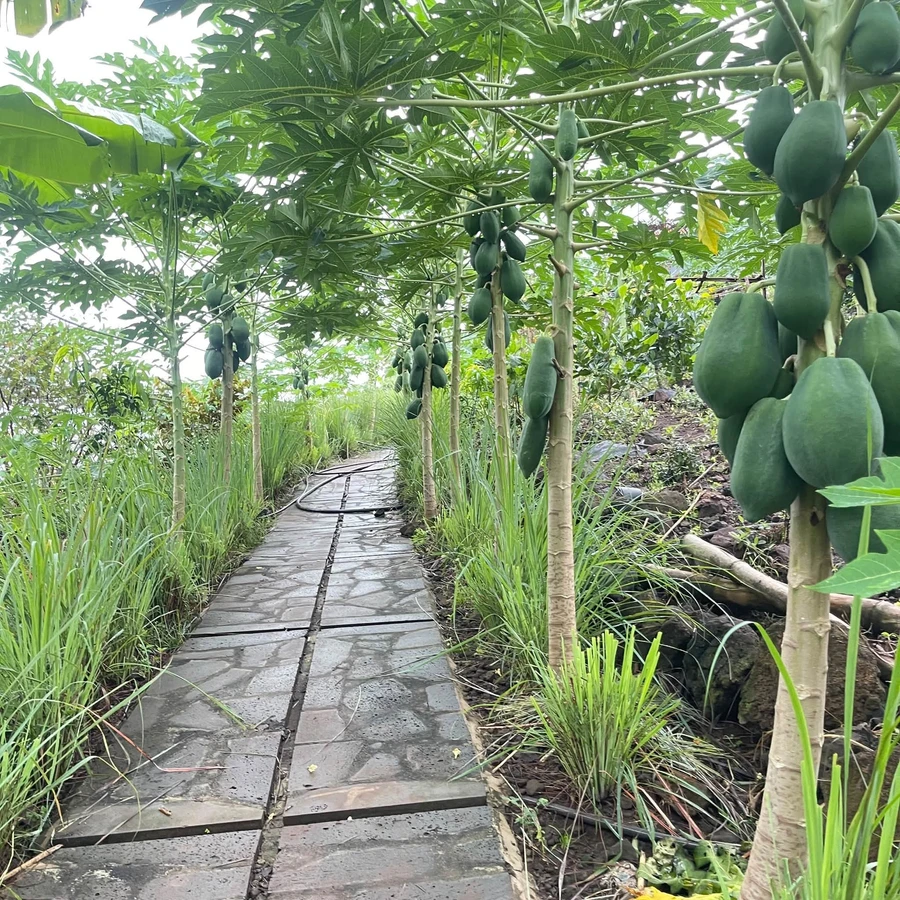 Bán đất vườn view sông La Ngà 1.500m², giá 367 triệu/500m², Đồng Nai - Ảnh thu nhỏ 2