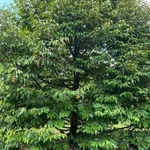 Bán đất vườn sầu riêng 1,9 ha tại Phú Vinh, Đồng Nai - Ảnh thu nhỏ 4