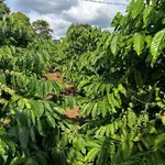 Bán rẫy 2,9 ha trồng cà phê sầu riêng Đắk Lắk - Ảnh thu nhỏ 1