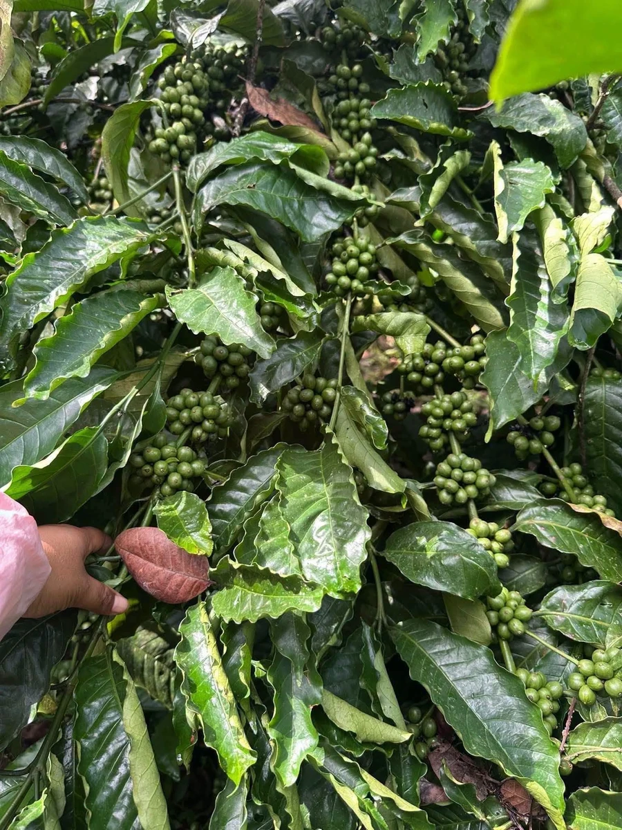 Bán đất 1ha 8 phun cà phê Ea Tân, Đắk Lắk - Ảnh thu nhỏ 4