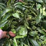 Bán đất 1ha 8 phun cà phê Ea Tân, Đắk Lắk - Ảnh thu nhỏ 4