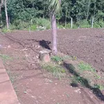 Bán đất mặt tiền Đường Thông 5800m² - 2 tỷ - Ảnh thu nhỏ 2