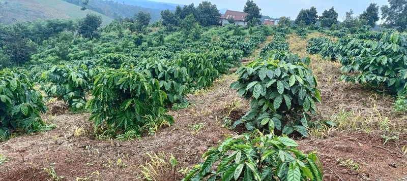 Bán đất 1ha5 tại Làng Mông, Đắk Nông giá 1 tỷ 5