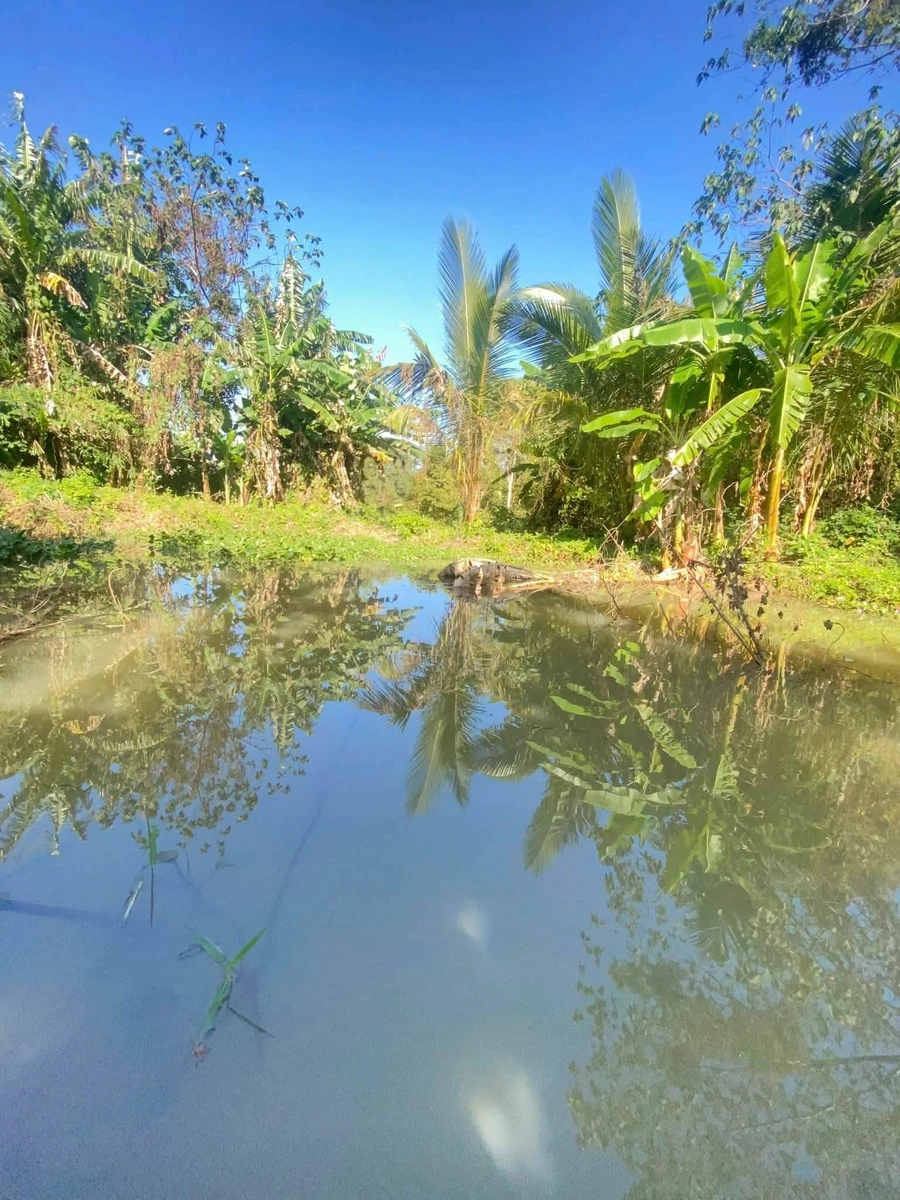 Bán 1.200m² đất Ô Việt Ê Pan, Bình Chánh - Ảnh thu nhỏ 5