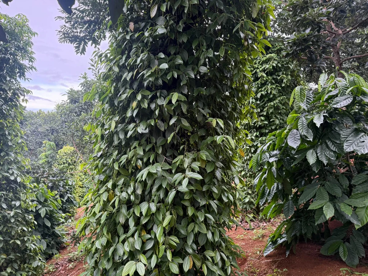 Bán đất 1.6ha mặt đường lớn Cần Giờ 2.65 tỷ - Ảnh thu nhỏ 3