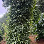 Bán đất 1.6ha mặt đường lớn Cần Giờ 2.65 tỷ - Ảnh thu nhỏ 3