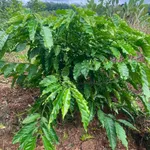 Bán vườn sầu riêng 1,2 ha có 100m thổ cư tại Phú Trung, Bình Phước giá 1,5 tỷ - Ảnh thu nhỏ 2