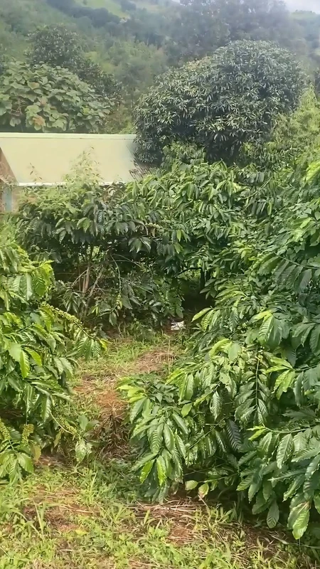 Bán gấp đất sản xuất Cape 1,8 ha ở Lâm Đồng