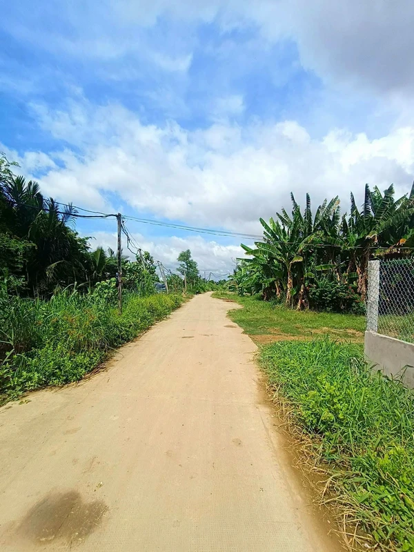 Bán 1,1 mẫu đất sau chợ An Đức, Ba Tri, Bến Tre