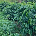 Bán 3 héc đất rẫy tiêu, cà phê ở Iale - Ảnh thu nhỏ 3