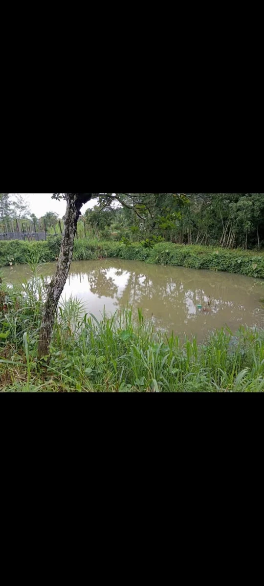 Bán đất 1 mẫu 5 giá 4 tỷ 5 Nghĩa Thắng - Ảnh thu nhỏ 2