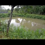 Bán đất 1 mẫu 5 giá 4 tỷ 5 Nghĩa Thắng - Ảnh thu nhỏ 2