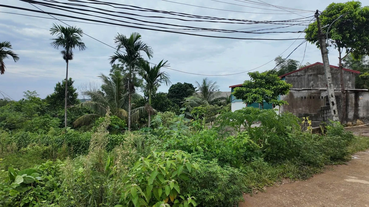 Bán đất 2.325m² thổ cư 2.000m² mặt tiền 40m Phú Cát Hà Nội - Ảnh thu nhỏ 2