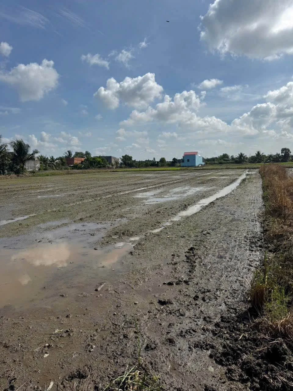 Bán 1.000m² đất Thanh Phú, Bến Lức, Long An 4,8 tỷ - Ảnh 1