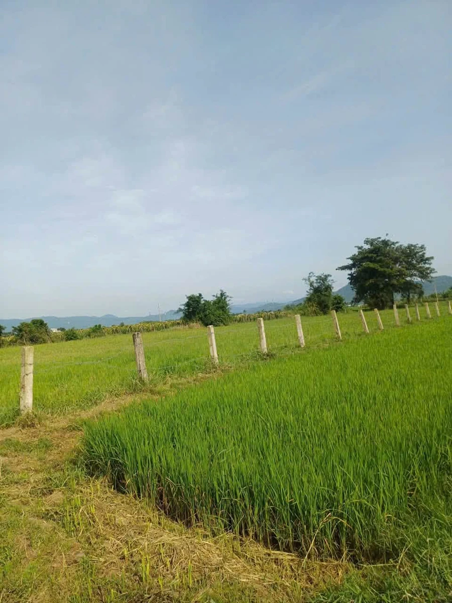 Bán đất 2 sào 6 giá 145 triệu Bình Thuận - Ảnh thu nhỏ 2