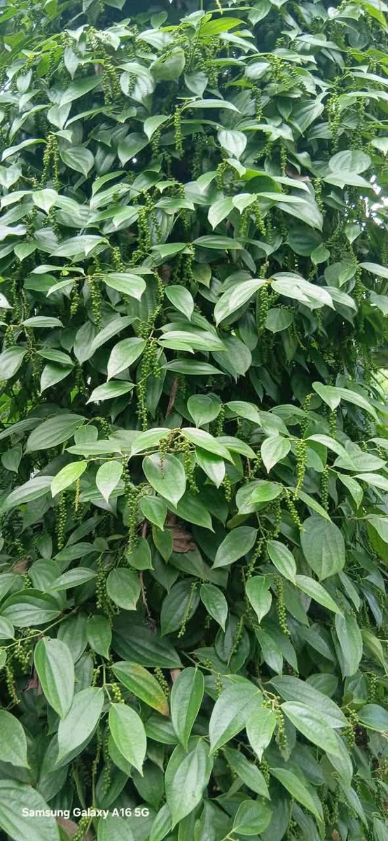 Bán đất 1ha6 tại Thôn 11 Nam Bình, 2 tỷ 800 - Ảnh thu nhỏ 3