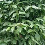 Bán đất 1ha6 tại Thôn 11 Nam Bình, 2 tỷ 800 - Ảnh thu nhỏ 3