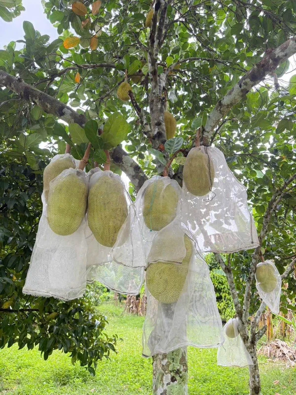 Bán 4,2 sào đất vườn cà phê hai mặt tiền tại Komleo, Tân Lập, Buôn Ma Thuột datsao