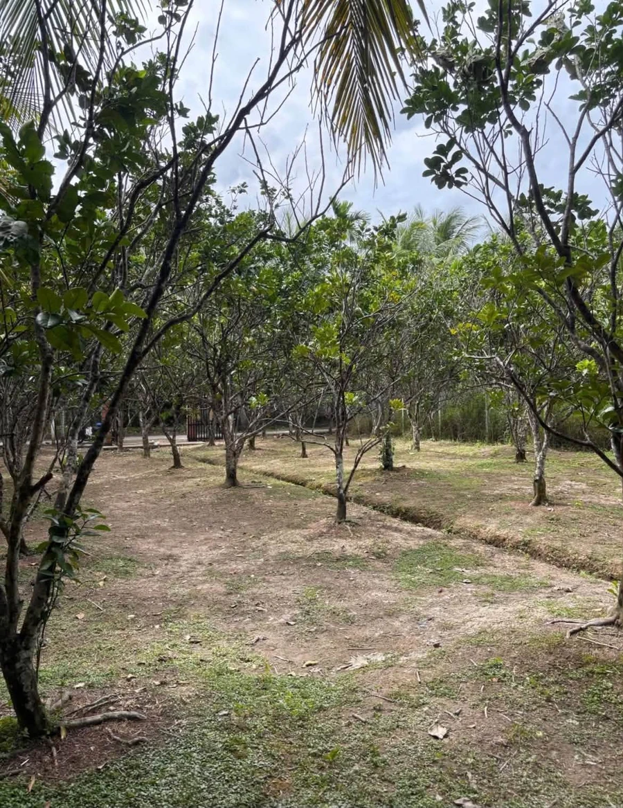 Bán lô đất vườn 1.541m² có thổ cư tại Bến Tre - Ảnh 1