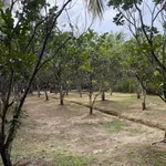 Bán lô đất vườn 1.541m² có thổ cư tại Bến Tre - Ảnh thu nhỏ 1