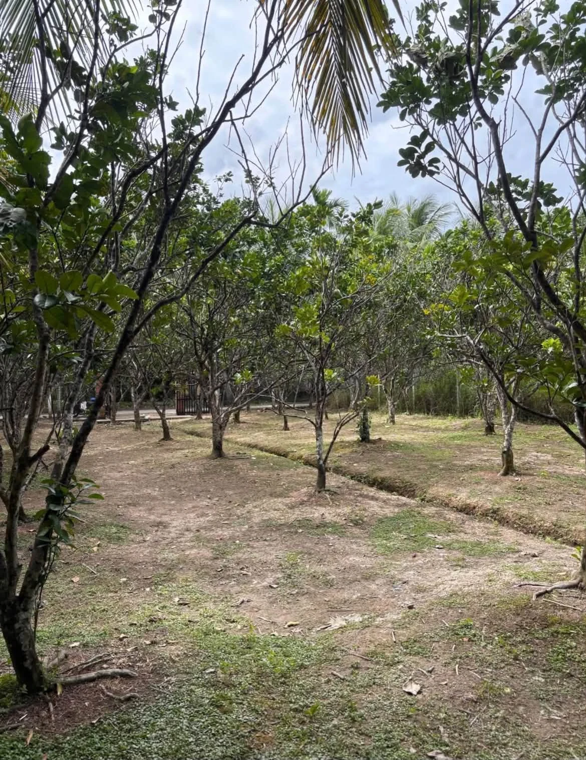 Bán lô đất vườn 1.541m² có thổ cư tại Bến Tre - Ảnh 1