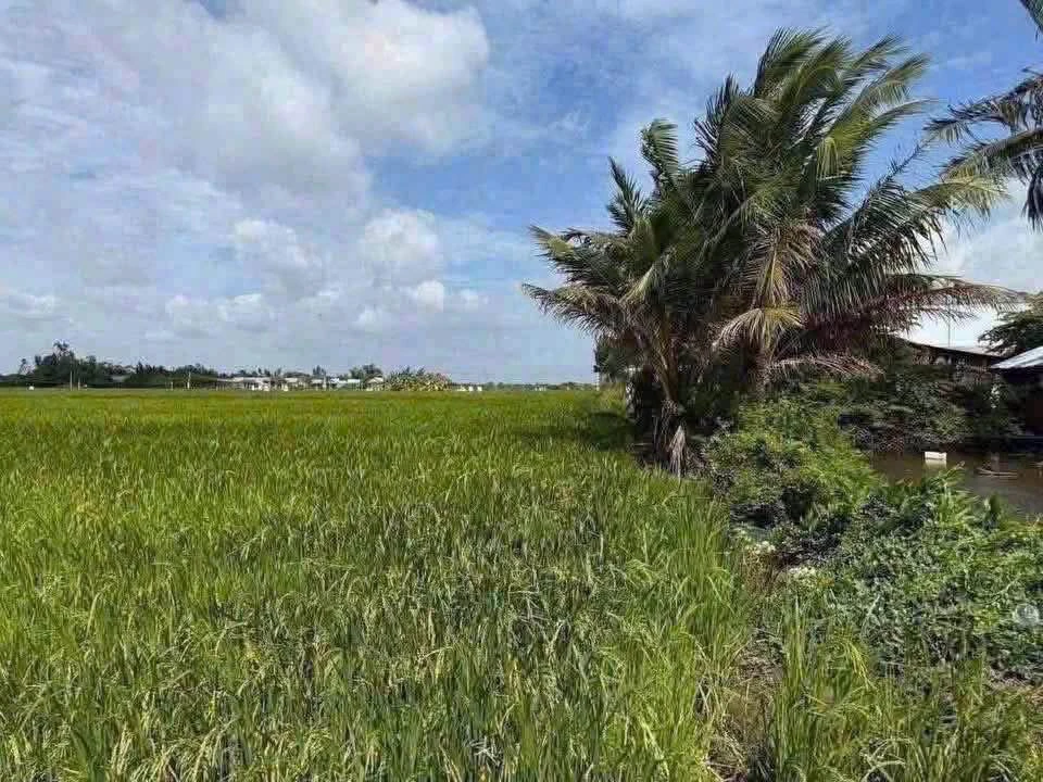 Bán đất lúa 1300m² giá 370 triệu/1000m² Tân Lân - Ảnh thu nhỏ 3