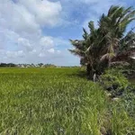 Bán đất lúa 1300m² giá 370 triệu/1000m² Tân Lân - Ảnh thu nhỏ 3