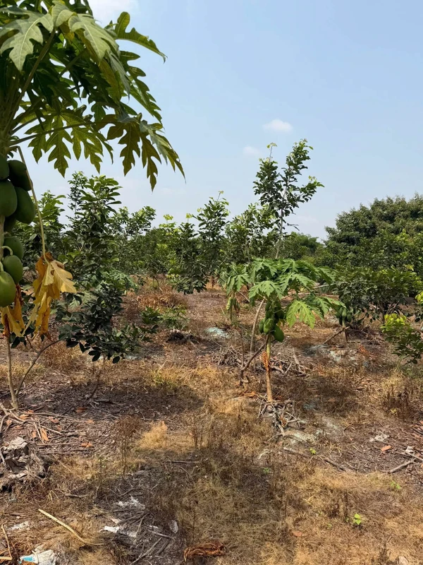 Bán đất mặt tiền Nguyễn Lương Bằng 1000 m², Tây Ninh
