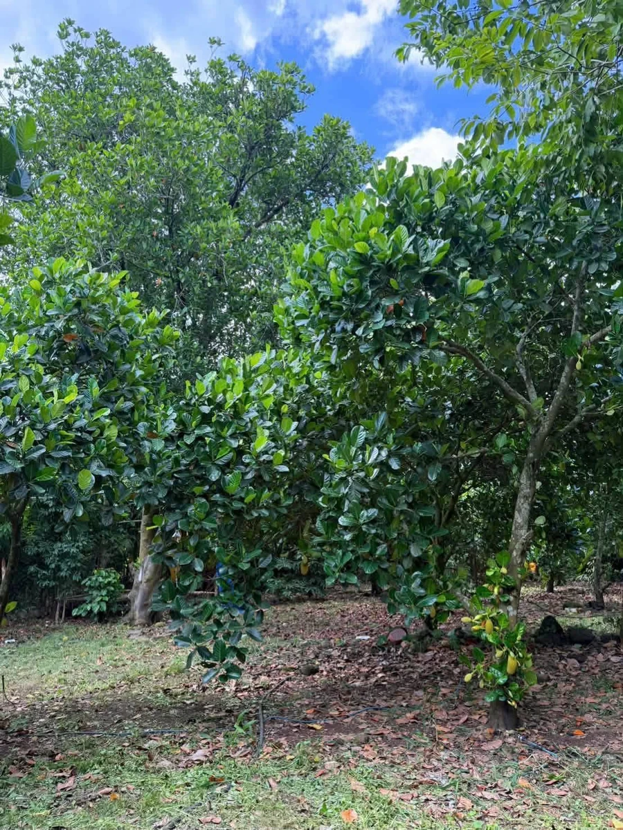 Bán đất vườn 500m² Bảo Vinh, Đồng Nai, 650 triệu - Ảnh 1