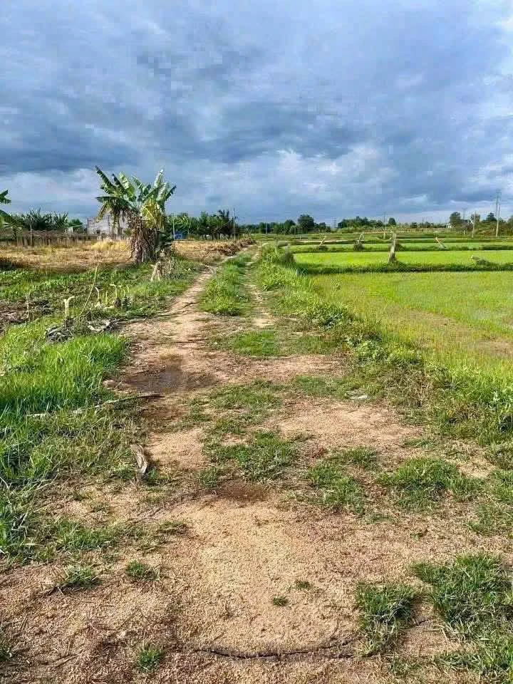 Bán đất sào Hàm Chính Bình Thuận 220 triệu - Ảnh thu nhỏ 2
