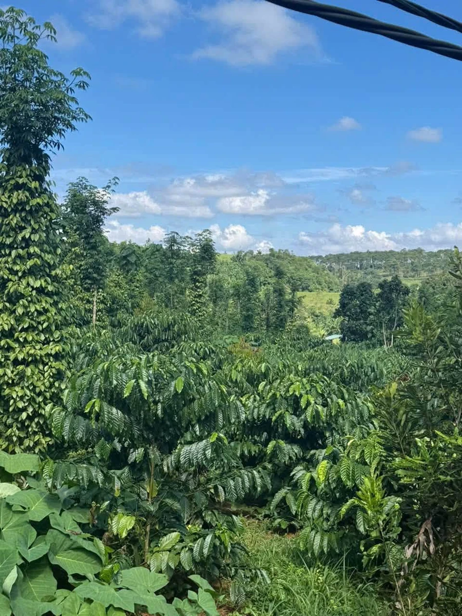 Bán đất 2,1 ha sổ đỏ Dakha, Lâm Đồng, giá 4,6 tỷ - Ảnh thu nhỏ 3