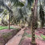 Bán 4,5 công đất vườn dừa xiêm Phú Thuận, Vĩnh Long 2,7 tỷ - Ảnh thu nhỏ 2