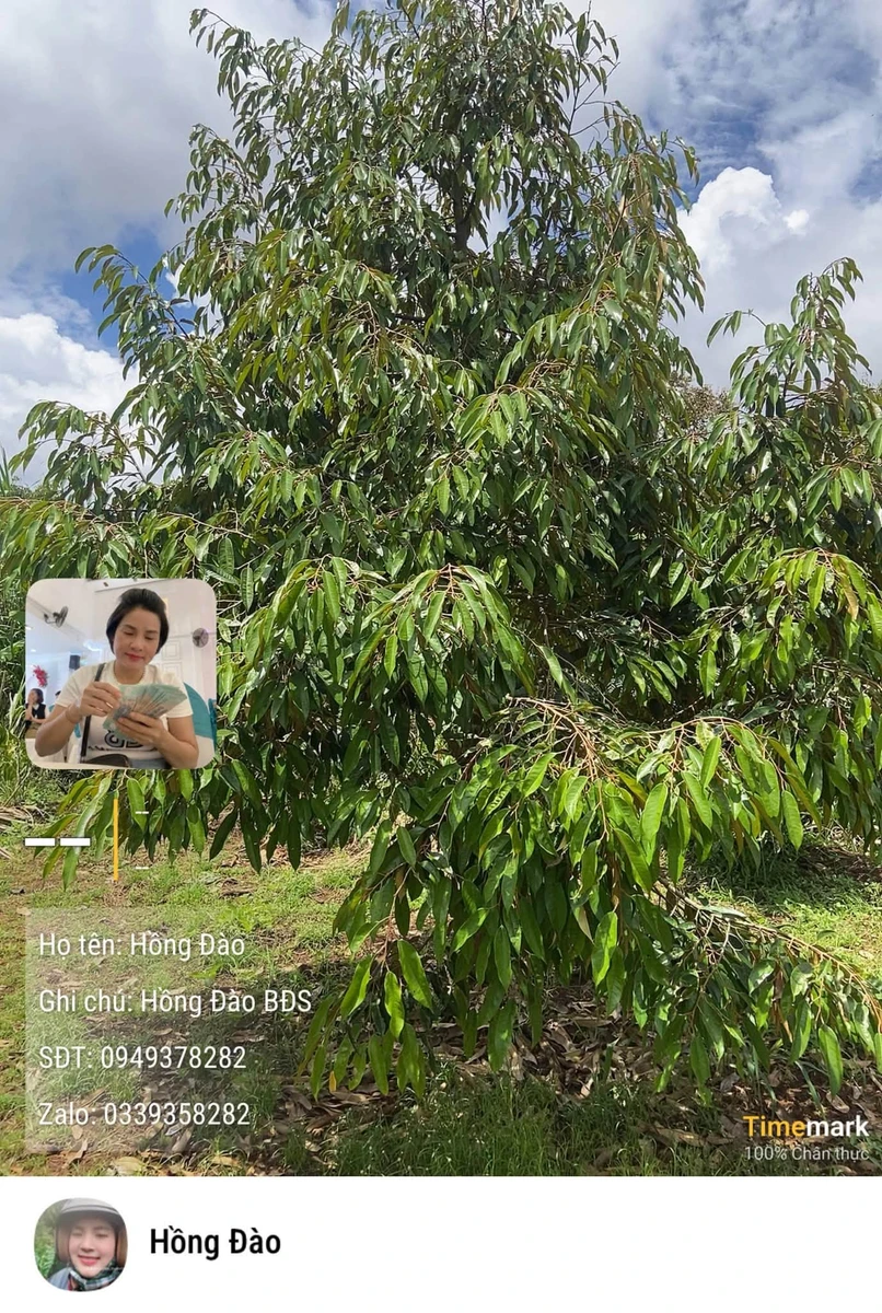 Bán đất sào Bình Dương 9 sào 2,8 tỷ EaNam - Ảnh thu nhỏ 3