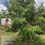 Bán đất sào Bình Dương 9 sào 2,8 tỷ EaNam - Ảnh thu nhỏ 3