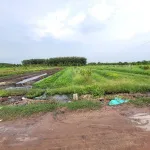 5x25 full thổ. Gần Nông trường Cao su Cầu Khởi. 195tr hết đất - Ảnh thu nhỏ 6
