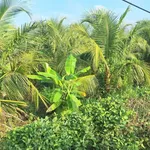 Bán đất thổ 10x30m view kênh tại Dương Xuân Hội, giá 840 triệu - Ảnh thu nhỏ 2