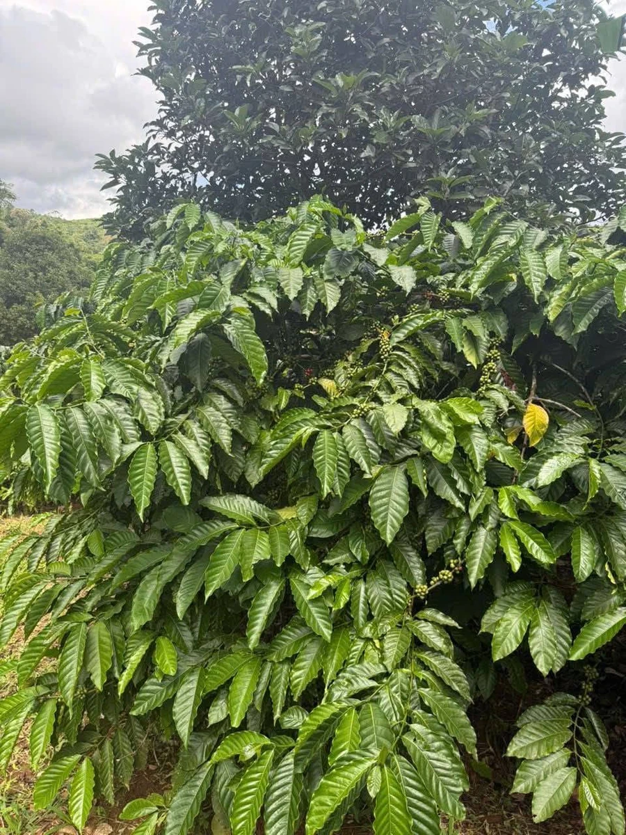 Bán đất nông nghiệp 1,2 ha tại Đắk Nông, giá 850 triệu - Ảnh thu nhỏ 3